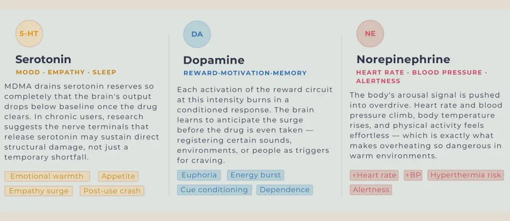 Molly effects on brain